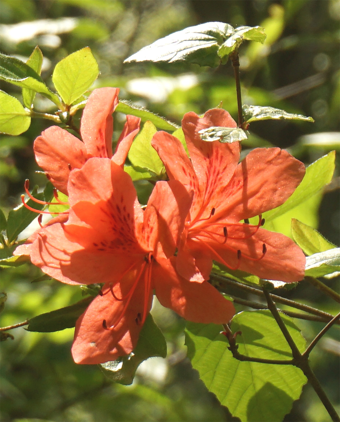 ���}�c�c�W�̉�