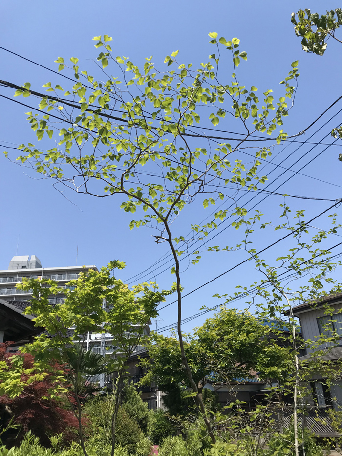 �߉ώs�H�����|