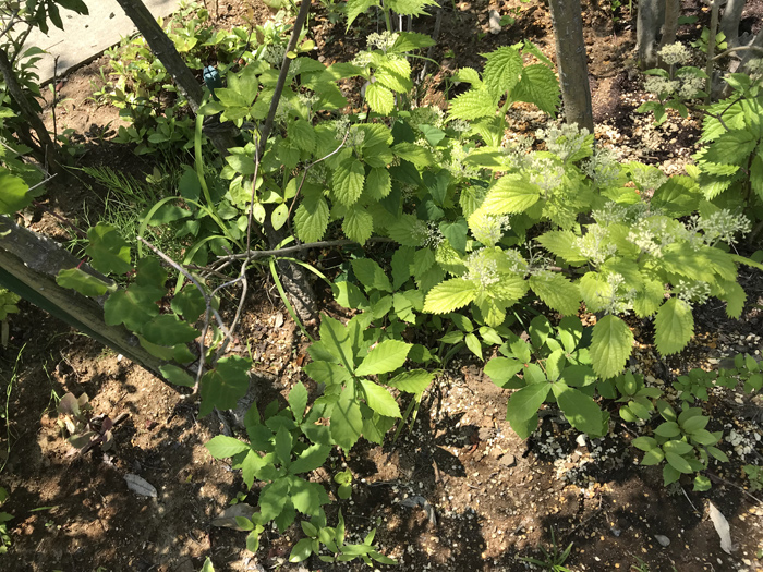 �߉ώs�E�H�����|