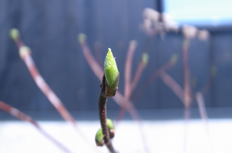 ���Ζ쌴�E�H�����|