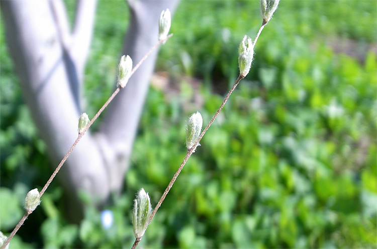 ���΂̂͂�E�H�����|